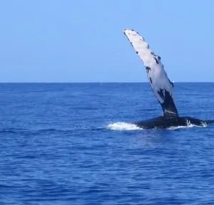 Whale watching tour spotting majestic ocean giants