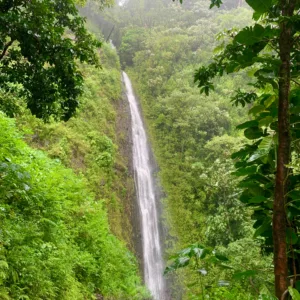 Hike through lush rainforest to Manoa Falls waterfall
