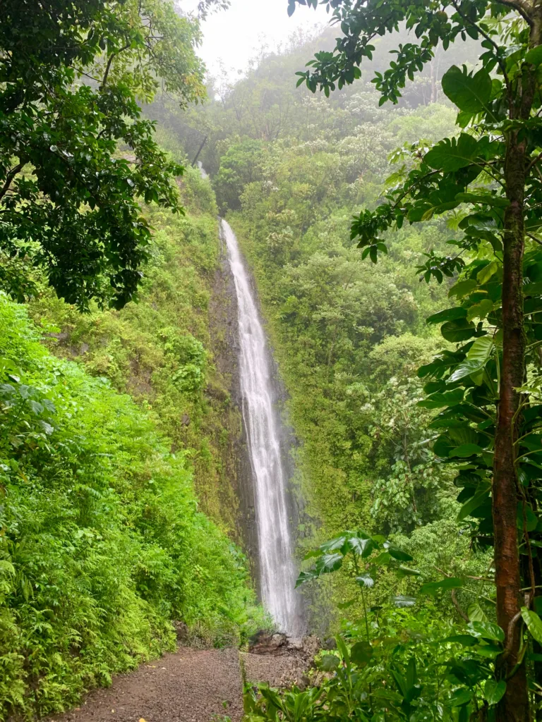 Hike through lush rainforest to Manoa Falls waterfall