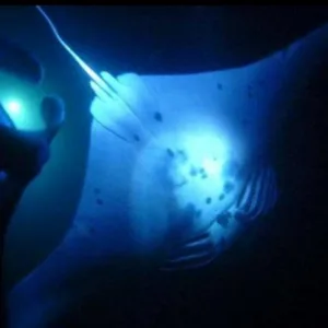 Night snorkel encounter with graceful manta rays