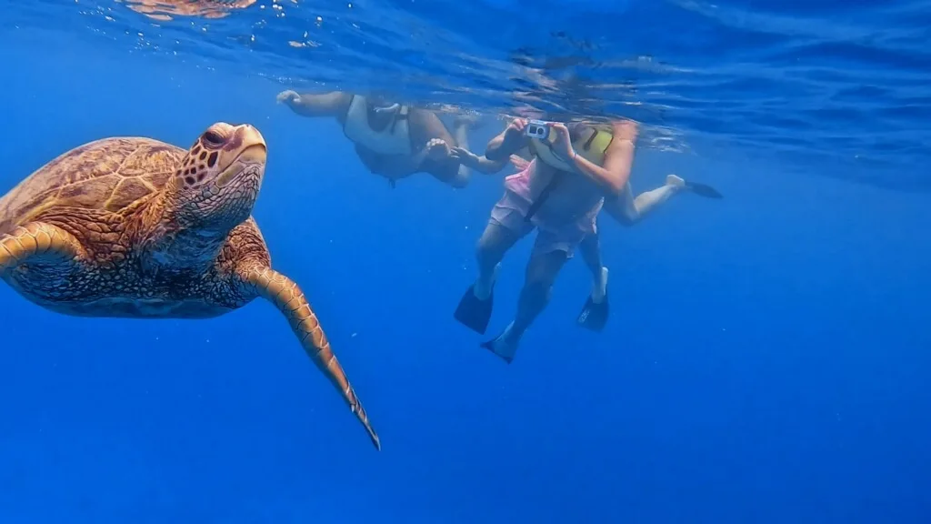 Close-up of sea turtle swimming near snorkeler