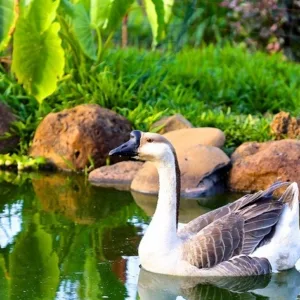 Visitors exploring Leilani Farm Sanctuary grounds