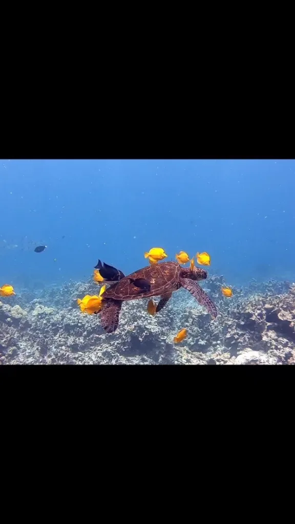 Instructor guiding beginners through scuba diving basics