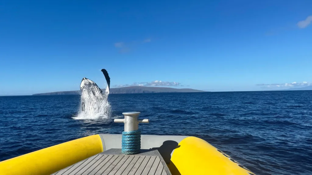 Whale watching adventure boat spotting whales near Maui coast
