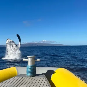 Whale watching adventure boat spotting whales near Maui coast