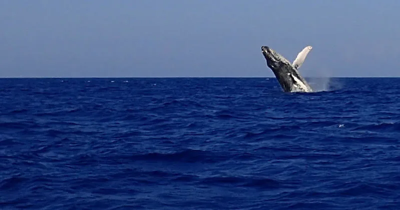 Whale breaching during Kona whale watching tour