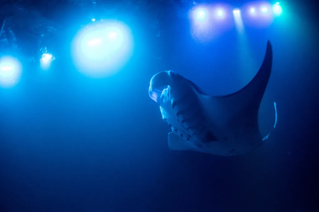 Sunset boat tour with manta ray night snorkeling