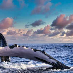 Private whale watching cruise off Waikiki Oahu shores