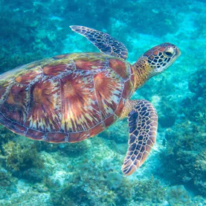 Snorkeling and swimming adventure at Turtle Canyon Waikiki