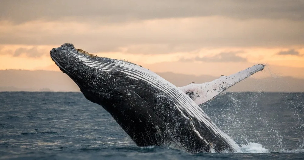 Boat passengers watching humpback whales breach near Kauai coast