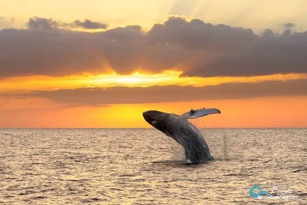 Watching whales at sunset from a boat tour