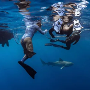 Diving with pelagic sharks in open water Hawaii