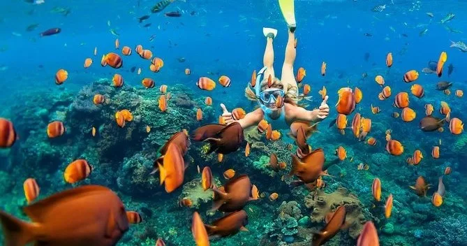 Snorkelers exploring vibrant coral reefs in clear ocean water
