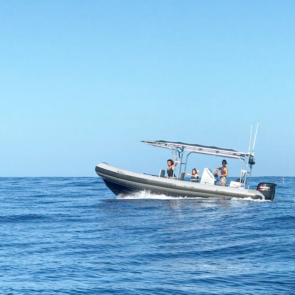 Boat tour spotting sharks without swimming or diving