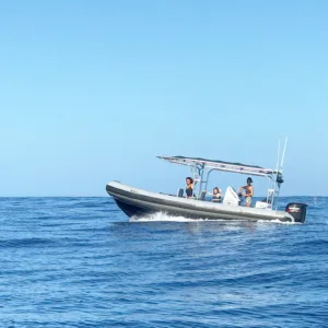 Boat tour spotting sharks without swimming or diving