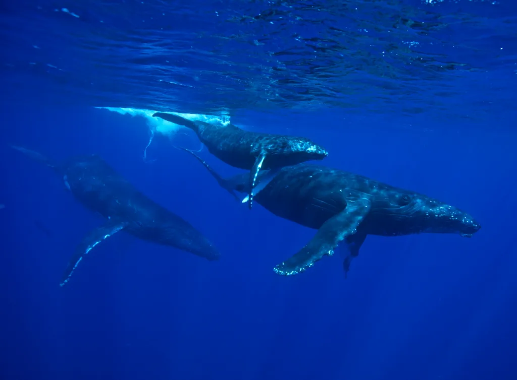 Whale watching tour spotting majestic whales at sea