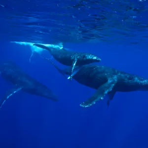 Whale watching tour spotting majestic whales at sea