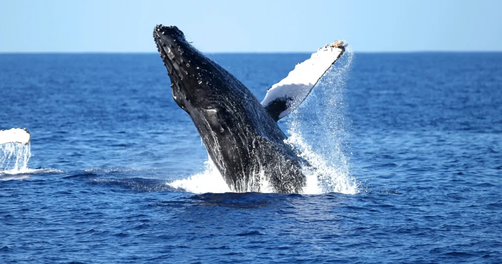 Whale watching adventure near Waikiki with expert guides