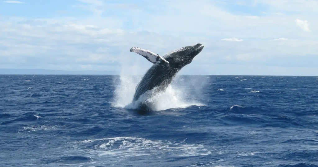 Whale watching tour departing from Grand Wailea on outrigger canoe