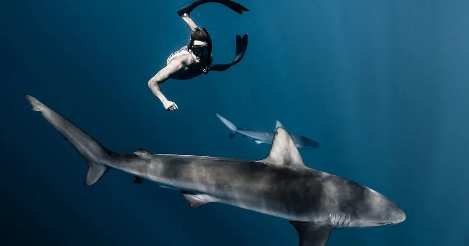Scuba divers swimming near sharks during eco-friendly dive tour