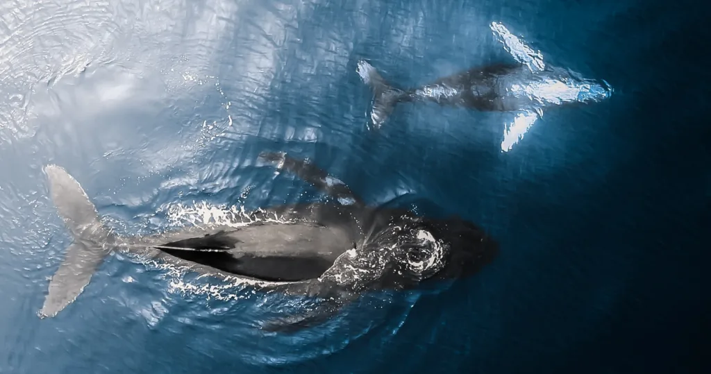 Private charter whale watching tour off Oahu coast