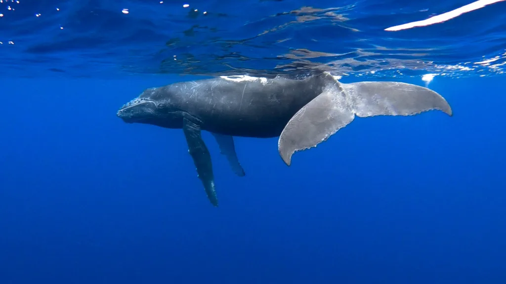 Tourists watching whales off Kona coast Big Island
