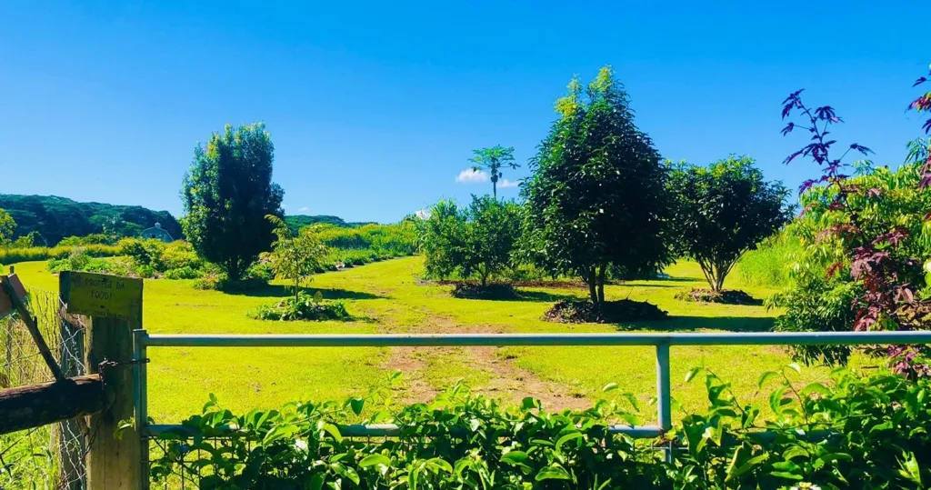 Guided tour exploring Kulaniapia farm’s tropical crops
