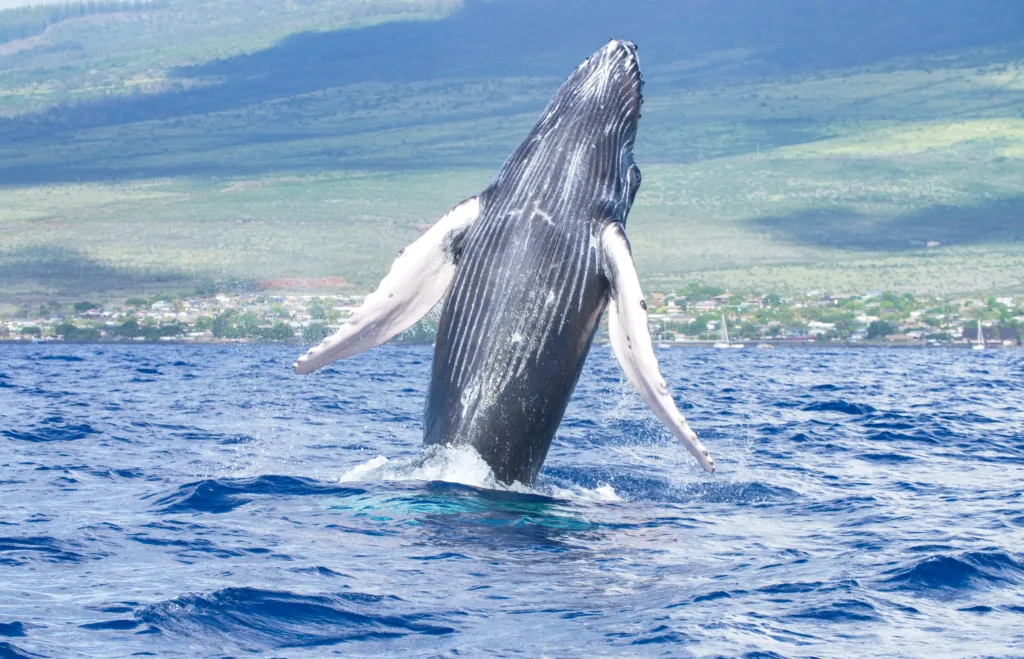 Tour boat spotting whales near Maalaea Harbor