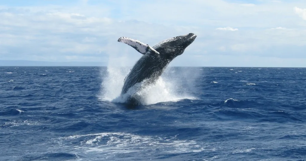 Whale watching tour boat cruising Maui’s ocean waters