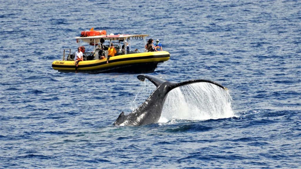 Whale breaching during sunset whale watching tour