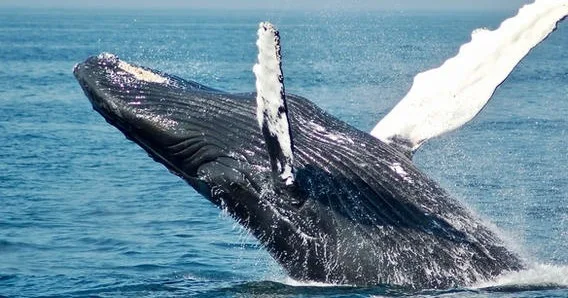 Whale watching and scenic wildlife tour in Maui