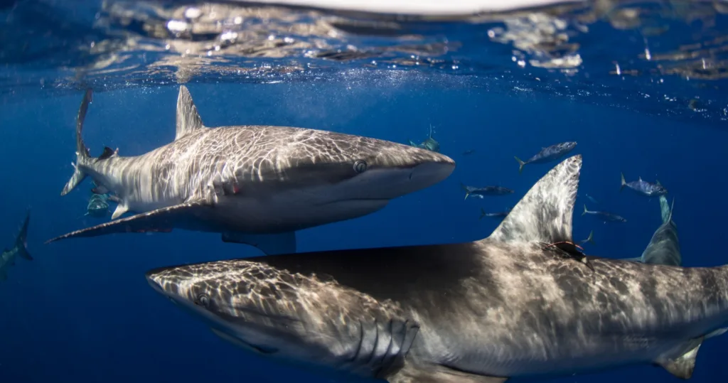 Scuba diver swimming close to reef sharks