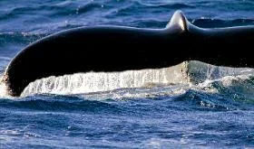 Whale breaching the ocean surface near shore