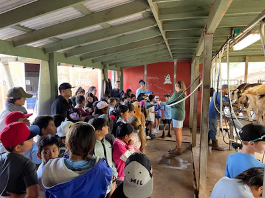 Evening farm chores and milking on a local island ranch