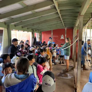 Evening farm chores and milking on a local island ranch