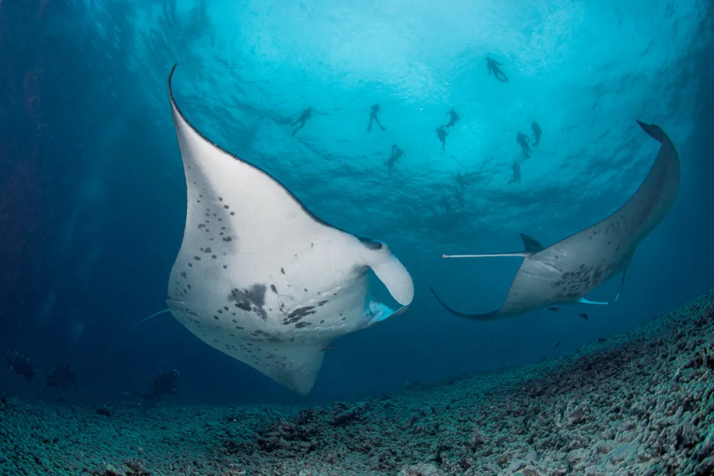 Diver swimming near manta rays at night underwater