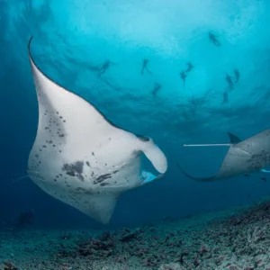 Diver swimming near manta rays at night underwater