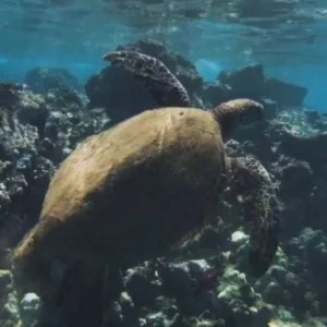 One-on-one private snorkeling lesson in clear blue sea