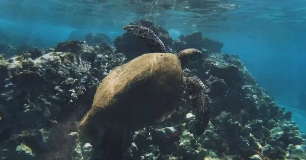 One-on-one private snorkeling lesson in clear blue sea