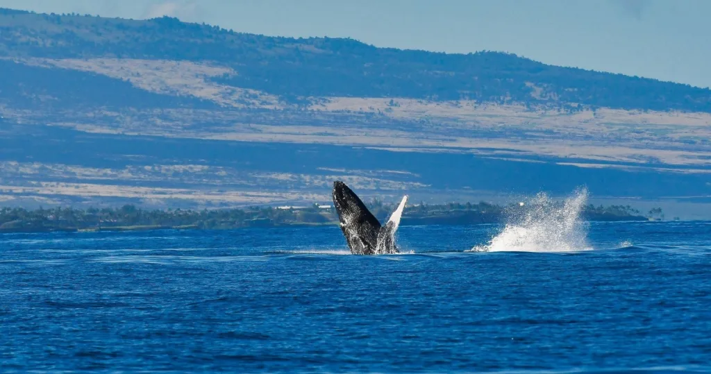 Sailboat cruising along Kohala Coast with passengers aboard