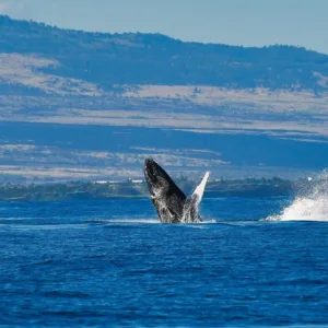 Sailboat cruising along Kohala Coast with passengers aboard