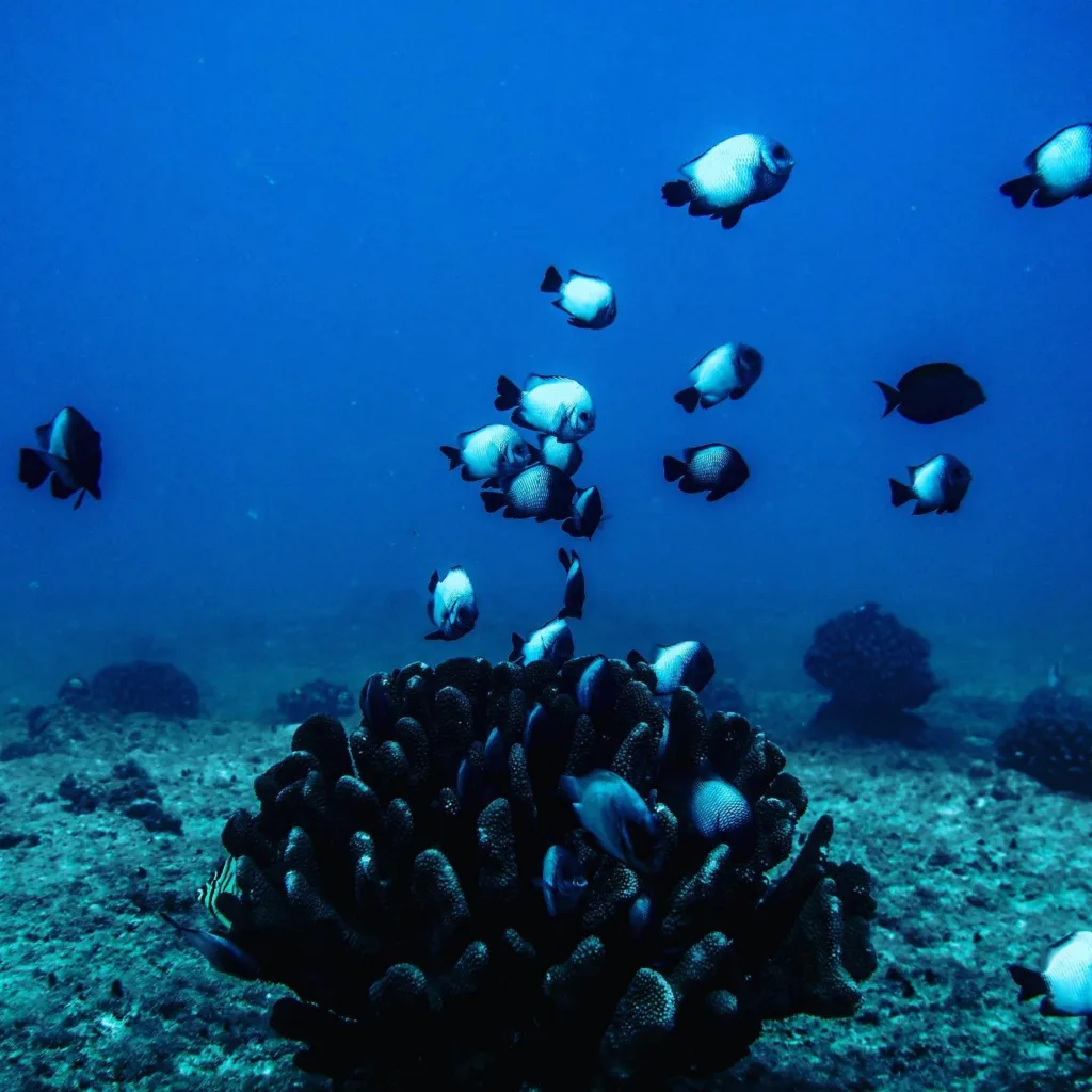 Diver receiving PADI advanced certification in Maui