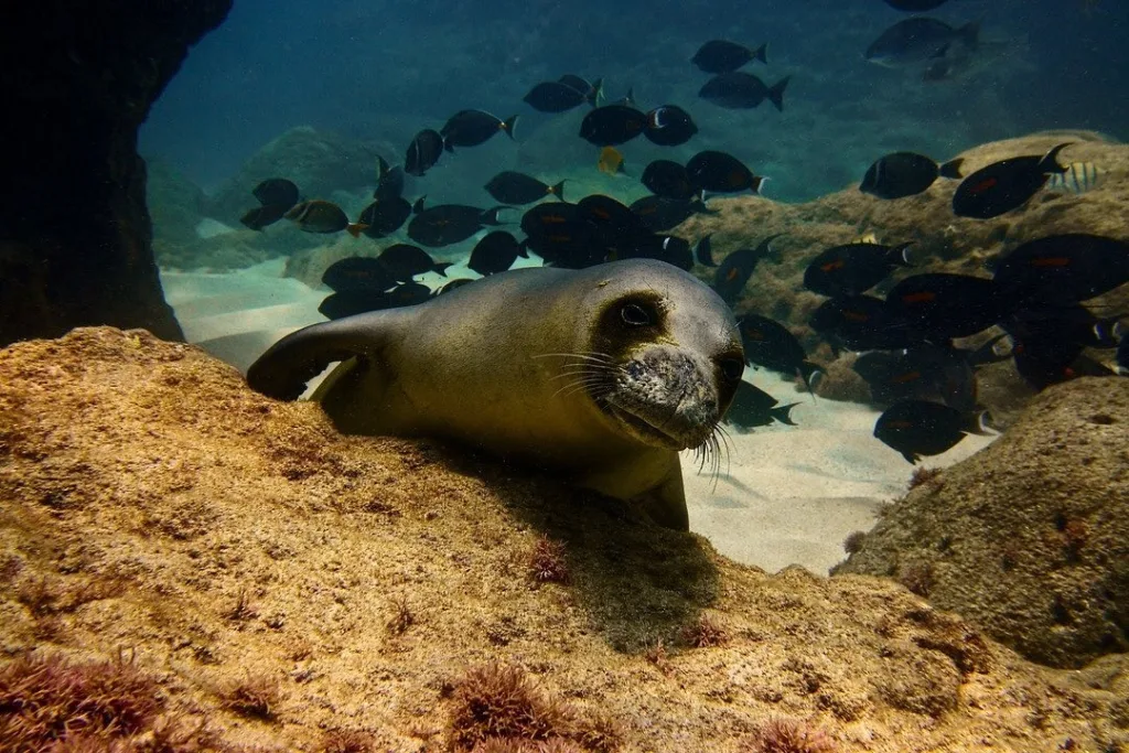Divers exploring shallow reef with colorful marine life
