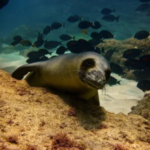 Divers exploring shallow reef with colorful marine life