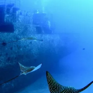 Sunken ship resting on a shallow coral reef