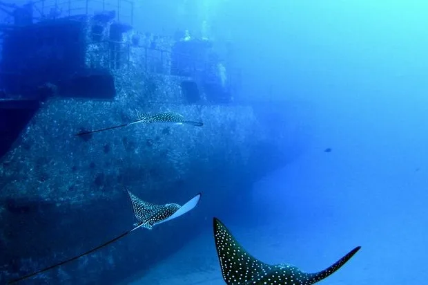 Sunken ship resting on a shallow coral reef