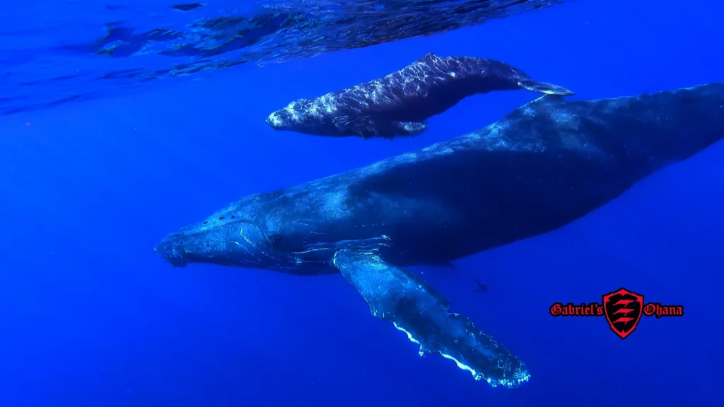Kayaking tour to watch whales in Maui’s coastal waters