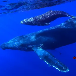 Kayaking tour to watch whales in Maui’s coastal waters