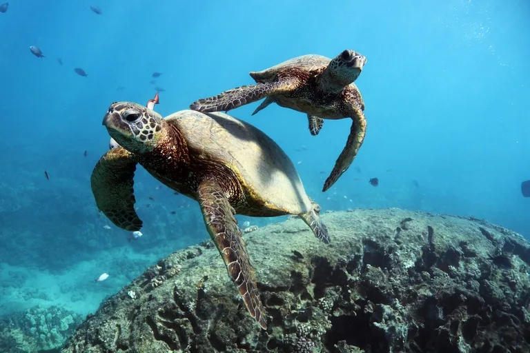 Swim with turtles on a Waikiki snorkeling excursion