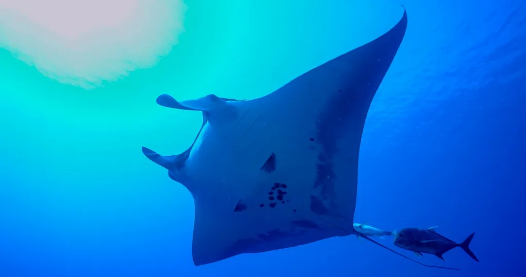 Night snorkel with graceful manta rays